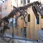 22 Mars : Visite de l&rsquo;exposition « La Normandie aux temps des dinosaures », à  la Fabrique des savoirs d&rsquo;Elbeuf, guidée par Jérôme Tabouelle, et précédée d&rsquo;un déjeuner