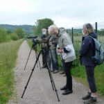 05 Juin : SORTIE « NATURE » DANS LE MARAIS DE BLONVILLE SUR MER