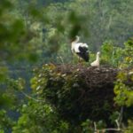 05 Juin : SORTIE « NATURE » DANS LE MARAIS DE BLONVILLE SUR MER