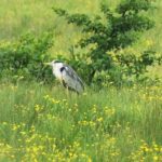 05 Juin : SORTIE « NATURE » DANS LE MARAIS DE BLONVILLE SUR MER