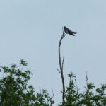 05 Juin : SORTIE « NATURE » DANS LE MARAIS DE BLONVILLE SUR MER