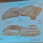 25 Janvier : Exposé mensuel par Éric Buffetaut, Paléontologue, Docteur ès sciences et Directeur de recherche au CNRS : « Caletodraco cottardi, le nouveau dinosaure du Crétacé de Normandie »
