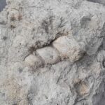 Dimanche 07 septembre, sortie aux Falaises de l&rsquo;OTAN St Andrieux (76)